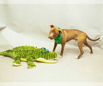 Small American Pit Bull Terrier Mix