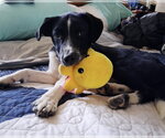 Small #3 Border Collie Mix