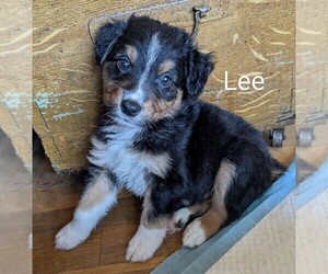 Australian Shepherd Puppy for sale in PAMPLIN, VA, USA