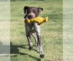 Small #2 Lab-Pointer
