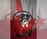 Small Photo #5 Chihuahua Puppy For Sale in HAMPTON, VA, USA
