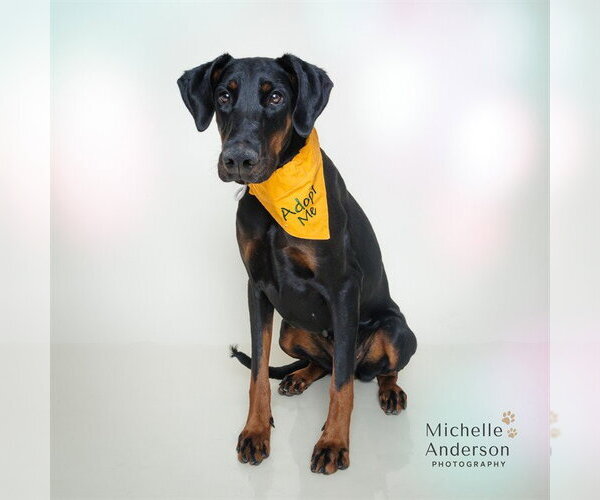Medium Photo #2 Doberman Pinscher Puppy For Sale in Corona, CA, USA