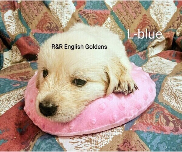Medium Photo #12 English Cream Golden Retriever Puppy For Sale in BROWNSTOWN, MI, USA