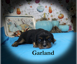 Small #7 Cavalier King Charles Spaniel