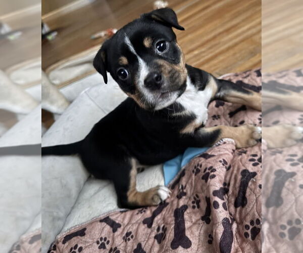 Medium Photo #1 Mutt Puppy For Sale in Elmsford, NY, USA