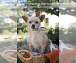 Small Chihuahua