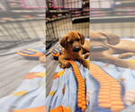 Small #3 German Shepherd Dog-Jack Russell Terrier Mix