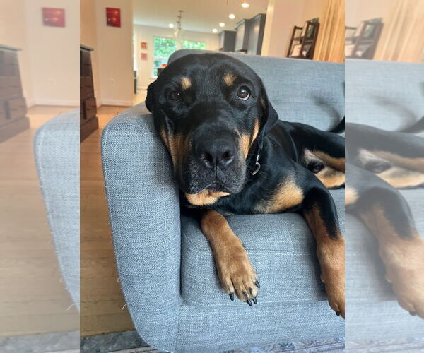 Medium Photo #5 Rottweiler Puppy For Sale in White Hall, AR, USA