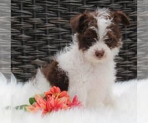Jack Russell Terrier-Poodle (Toy) Mix Puppy for sale in FREDERICKSBURG, OH, USA