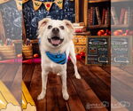 Small #5 Chihuahua-Chow Chow Mix