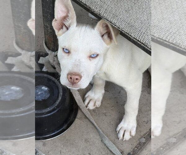 Medium Photo #4 Siberian Husky-Unknown Mix Puppy For Sale in Springdale, PA, USA