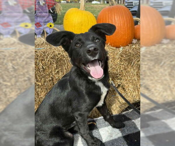 Medium Photo #1 Mutt Puppy For Sale in Bridgewater, NJ, USA