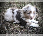 Small Photo #1 Miniature Australian Shepherd Puppy For Sale in HOWE, OK, USA