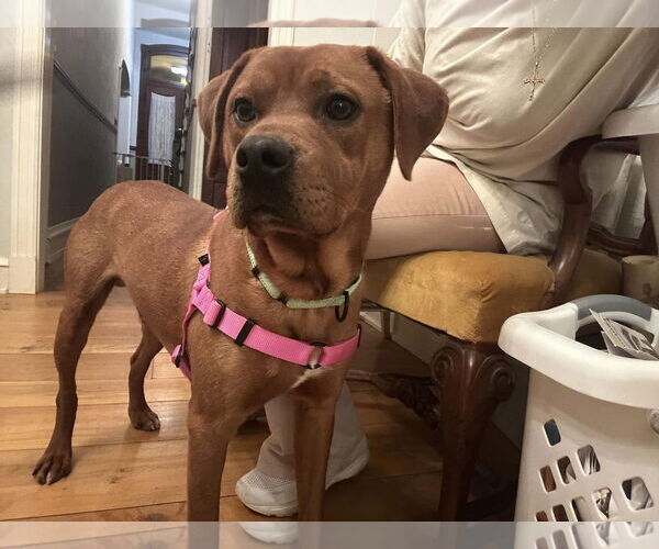 Medium Photo #5 Redbone Coonhound-Unknown Mix Puppy For Sale in Uwchlan, PA, USA