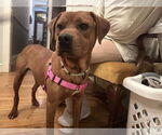 Small #4 Redbone Coonhound Mix