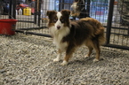 Small Photo #1 Miniature Australian Shepherd Puppy For Sale in WYTHEVILLE, VA, USA