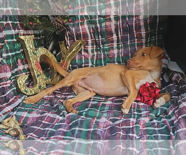 Medium Photo #9 Dachshund-Vizsla Mix Puppy For Sale in Wakefield, RI, USA