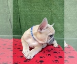 Small Photo #12 French Bulldog Puppy For Sale in HIALEAH, FL, USA