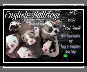 Bulldog Puppy for sale in PITTSBURG, CA, USA