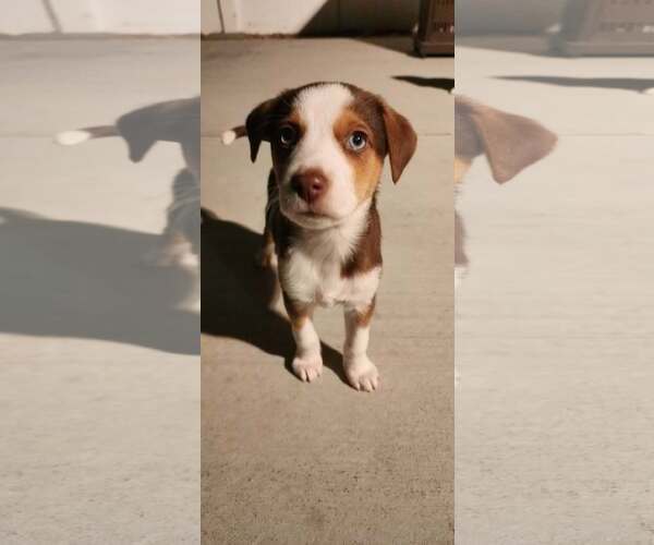 Medium Photo #2 Collie-Parson Russell Terrier Mix Puppy For Sale in Sandy, UT, USA