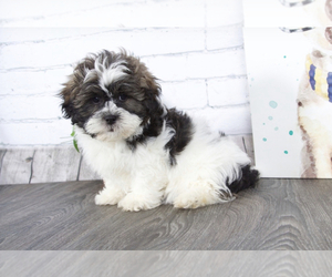 Zuchon Puppy for sale in RED LION, PA, USA