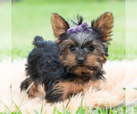 Small Photo #46 Yorkshire Terrier Puppy For Sale in WARSAW, IN, USA