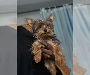 Yorkshire Terrier Puppy for sale in DETROIT, MI, USA