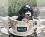 Small Photo #8 Miniature Bernedoodle Puppy For Sale in CENTRALIA, IL, USA