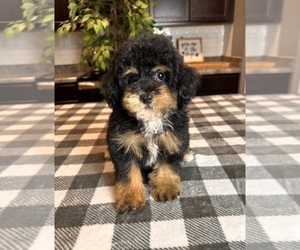 YorkiePoo Puppy for sale in GREENWOOD, IN, USA