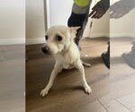 Small #1 Chihuahua