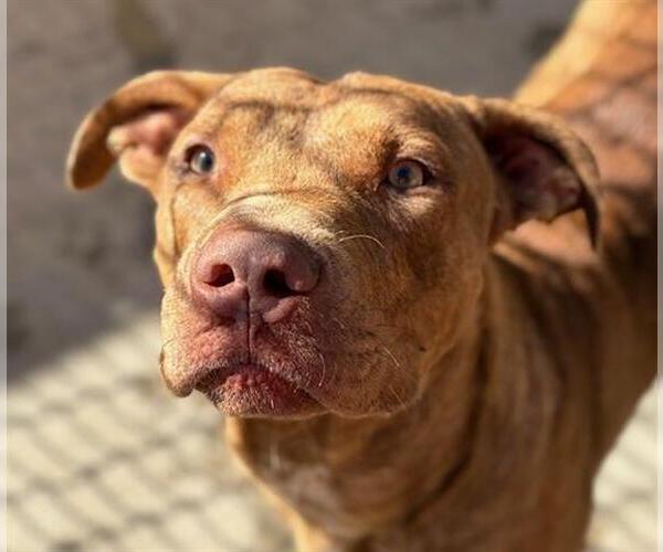 Medium Photo #1 American Pit Bull Terrier-Unknown Mix Puppy For Sale in Tulsa, OK, USA