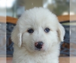 Small #29 Great Pyrenees