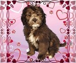 Small #5 Bernedoodle (Miniature)