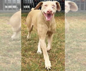 Doberman Pinscher Dogs for adoption in Buffalo, MN, USA