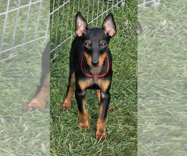 Medium Photo #1 Manchester Terrier (Toy) Puppy For Sale in LIBBY, MT, USA