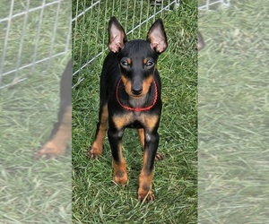 Manchester Terrier (Toy) Puppy for Sale in LIBBY, Montana USA
