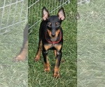 Small Manchester Terrier (Toy)