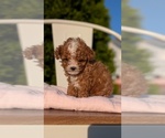 Small #13 Cavapoo (Miniature)