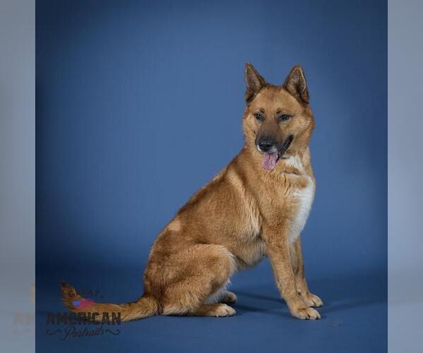 Medium Photo #2 German Shepherd Dog-Huskies  Mix Puppy For Sale in Corona, CA, USA