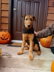 Airedale Terrier Puppy for sale in STILLWATER, MN, USA