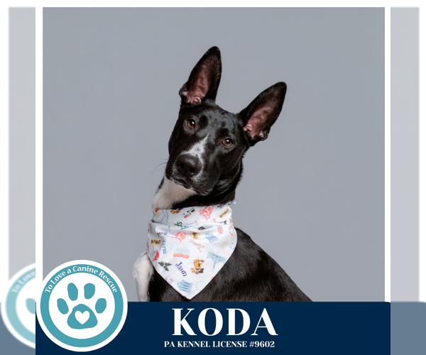 Medium Photo #18 Border Collie-Unknown Mix Puppy For Sale in Kimberton, PA, USA