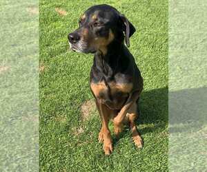 Labrador Retriever-Treeing Walker Coonhound Mix Dogs for adoption in SAVANNAH, GA, USA