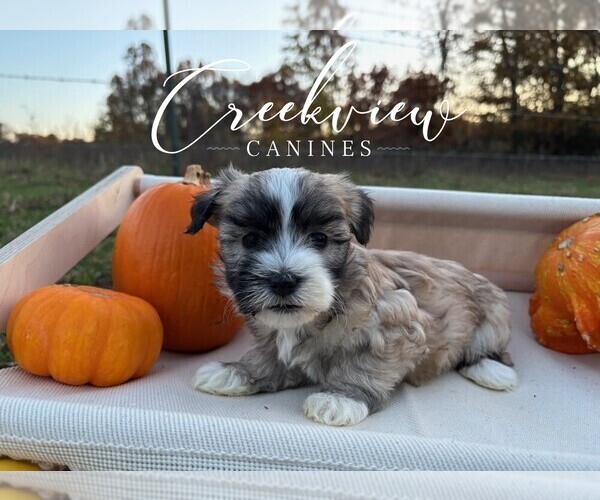 Medium Photo #1 Havanese Puppy For Sale in NIANGUA, MO, USA