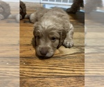 Puppy 2 Cock-A-Poo-Goldendoodle Mix