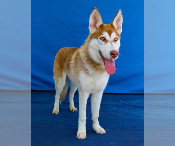 Medium Photo #1 Siberian Husky Puppy For Sale in Pasadena, CA, USA