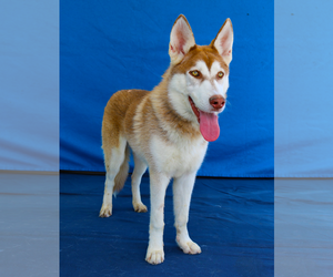 Siberian Husky Dogs for adoption in Pasadena, CA, USA
