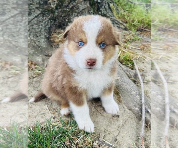 Medium Photo #1 Australian Shepherd Puppy For Sale in SMITHS GROVE, KY, USA