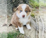 Puppy Copper Australian Shepherd