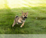 Small #16 Shiba Inu