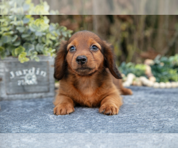 Medium Photo #2 Dachshund Puppy For Sale in SALEM, IN, USA